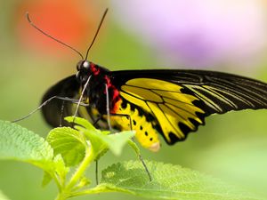 Preview wallpaper butterfly, colorful, close-up