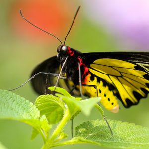 Preview wallpaper butterfly, colorful, close-up