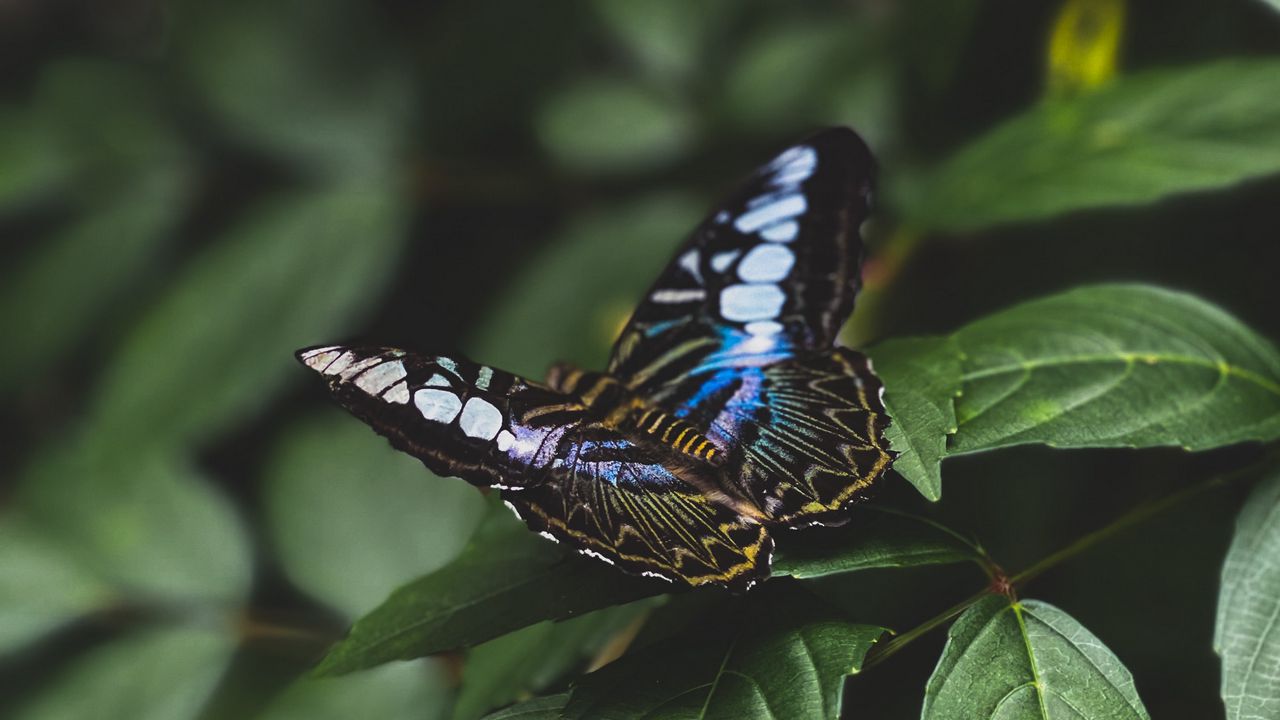 Wallpaper butterfly, colorful, insect, leaves, macro