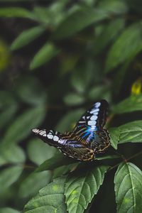 Preview wallpaper butterfly, colorful, insect, leaves, macro