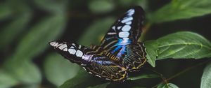 Preview wallpaper butterfly, colorful, insect, leaves, macro