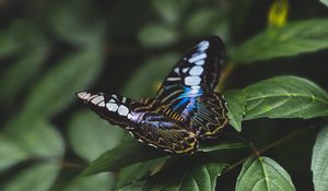 Preview wallpaper butterfly, colorful, insect, leaves, macro