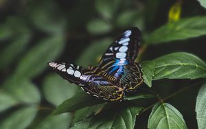 Preview wallpaper butterfly, colorful, insect, leaves, macro