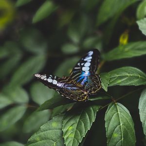 Preview wallpaper butterfly, colorful, insect, leaves, macro