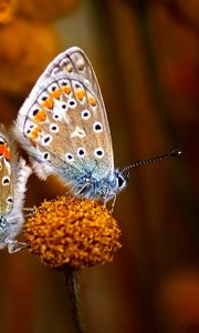 Preview wallpaper butterfly, couple, flowers, plants