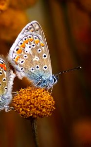 Preview wallpaper butterfly, couple, flowers, plants