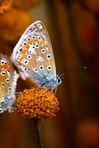 Preview wallpaper butterfly, couple, flowers, plants