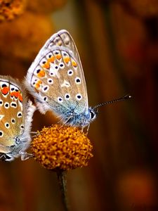 Preview wallpaper butterfly, couple, flowers, plants