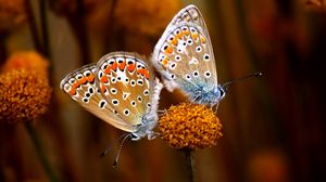 Preview wallpaper butterfly, couple, flowers, plants