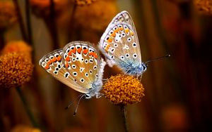 Preview wallpaper butterfly, couple, flowers, plants