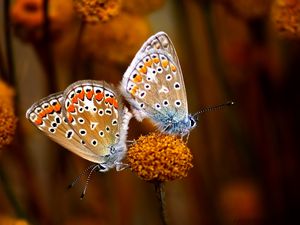 Preview wallpaper butterfly, couple, flowers, plants