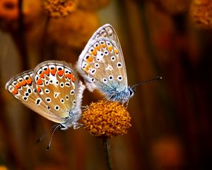 Preview wallpaper butterfly, couple, flowers, plants