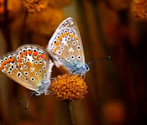 Preview wallpaper butterfly, couple, flowers, plants