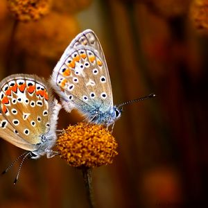 Preview wallpaper butterfly, couple, flowers, plants