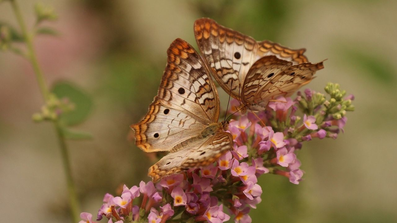 Wallpaper butterfly, couple, flowers, wings, patterns