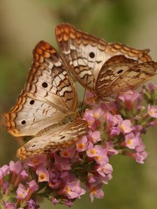 Preview wallpaper butterfly, couple, flowers, wings, patterns