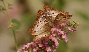 Preview wallpaper butterfly, couple, flowers, wings, patterns