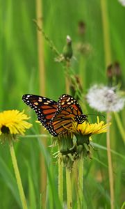 Preview wallpaper butterfly, dandelion, flowers, insect