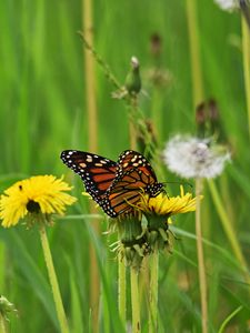 Preview wallpaper butterfly, dandelion, flowers, insect