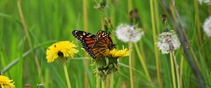 Preview wallpaper butterfly, dandelion, flowers, insect