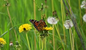 Preview wallpaper butterfly, dandelion, flowers, insect