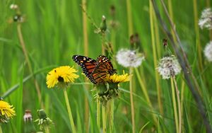 Preview wallpaper butterfly, dandelion, flowers, insect