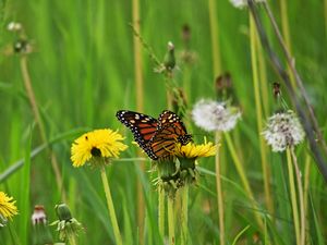 Preview wallpaper butterfly, dandelion, flowers, insect