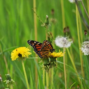 Preview wallpaper butterfly, dandelion, flowers, insect