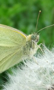 Preview wallpaper butterfly, dandelion, fluff, light