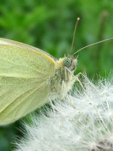 Preview wallpaper butterfly, dandelion, fluff, light