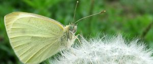 Preview wallpaper butterfly, dandelion, fluff, light