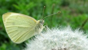 Preview wallpaper butterfly, dandelion, fluff, light