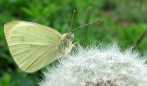 Preview wallpaper butterfly, dandelion, fluff, light