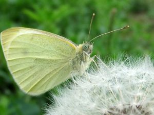 Preview wallpaper butterfly, dandelion, fluff, light