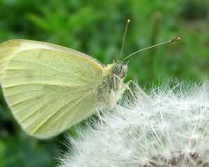 Preview wallpaper butterfly, dandelion, fluff, light