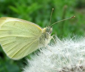 Preview wallpaper butterfly, dandelion, fluff, light