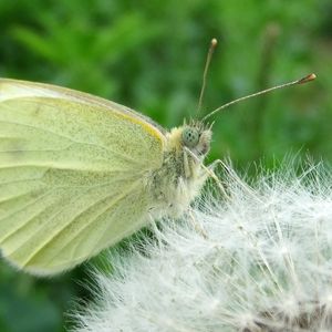 Preview wallpaper butterfly, dandelion, fluff, light