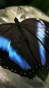 Preview wallpaper butterfly, dark, wings, surface