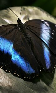 Preview wallpaper butterfly, dark, wings, surface