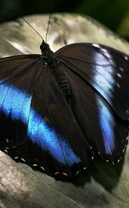 Preview wallpaper butterfly, dark, wings, surface