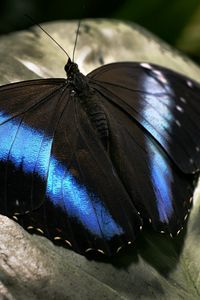 Preview wallpaper butterfly, dark, wings, surface