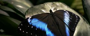 Preview wallpaper butterfly, dark, wings, surface