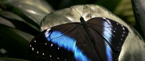 Preview wallpaper butterfly, dark, wings, surface