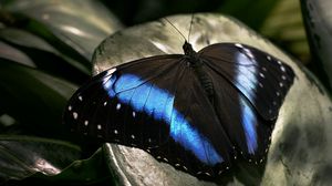 Preview wallpaper butterfly, dark, wings, surface