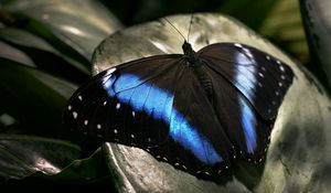 Preview wallpaper butterfly, dark, wings, surface