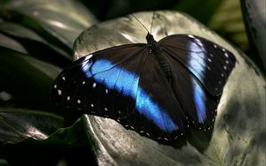 Preview wallpaper butterfly, dark, wings, surface