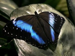 Preview wallpaper butterfly, dark, wings, surface