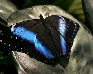 Preview wallpaper butterfly, dark, wings, surface