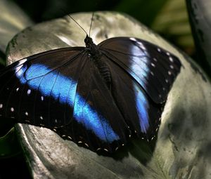 Preview wallpaper butterfly, dark, wings, surface