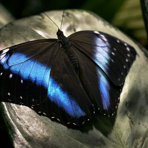 Preview wallpaper butterfly, dark, wings, surface